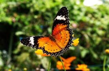 butterflysamui2